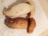 Leccinum rugosiceps image