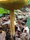 Heimioporus betula image