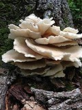 Pleurotus pulmonarius image