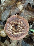 Sarcodon imbricatus image