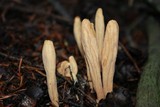 Clavariadelphus ligula image