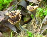 Thelephora terrestris image