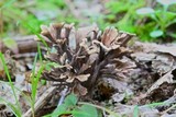 Thelephora terrestris image