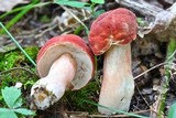 Xanthoconium purpureum image