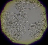 Flaviporus brownii image
