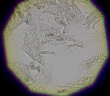 Flaviporus brownii image