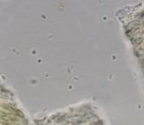 Flaviporus brownii image