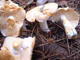 Hydnum umbilicatum image