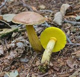 Pulveroboletus innixus image