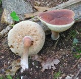 Tylopilus badiceps image