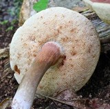 Tylopilus badiceps image