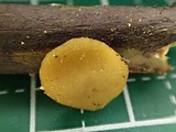 Peziza obtusapiculata image