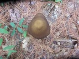 Oudemansiella furfuracea image