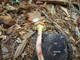 Gymnopilus luteofolius image
