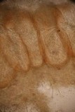 Hypomyces hyalinus image