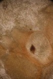 Hypomyces hyalinus image