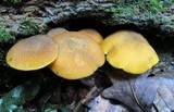 Tricholomopsis decora image