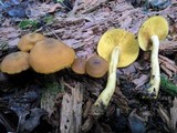Tricholomopsis decora image