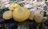 Tricholomopsis decora image