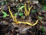 Clavulinopsis aurantiocinnabarina image