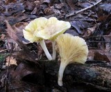 Chrysomphalina strombodes image