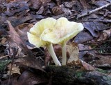 Chrysomphalina strombodes image