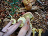 Gymnopilus luteofolius image