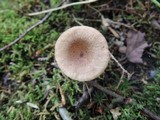 Lactarius griseus image