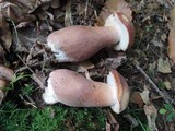 Tylopilus badiceps image