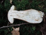 Tylopilus badiceps image
