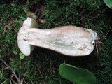 Tylopilus badiceps image