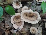 Hydnellum concrescens image