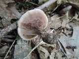 Hydnellum concrescens image