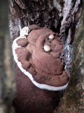 Ganoderma adspersum image