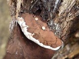 Ganoderma adspersum image