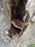 Ganoderma adspersum image