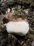 Ganoderma adspersum image