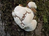 Ganoderma adspersum image