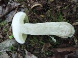 Boletus pallidus image