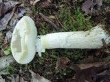 Boletus pallidus image