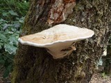 Fomes inzengae image