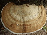 Fomes inzengae image