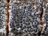 Lecidella elaeochroma f. elaeochroma image