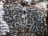 Lecidella elaeochroma f. elaeochroma image