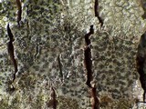 Lecidella elaeochroma f. elaeochroma image