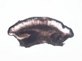 Lecidella elaeochroma f. elaeochroma image