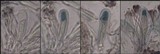 Lecidella elaeochroma f. elaeochroma image