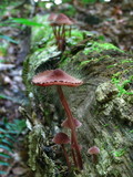 Spinellus fusiger image
