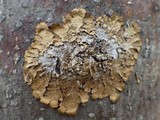 Melanelixia subaurifera image