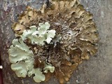 Melanelixia subaurifera image